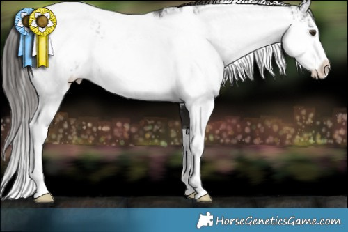 Horse Color:Liver Chestnut Sabino Appaloosa