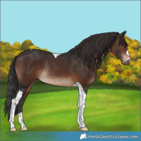 Horse Color:Brown Tobiano Rabicano 