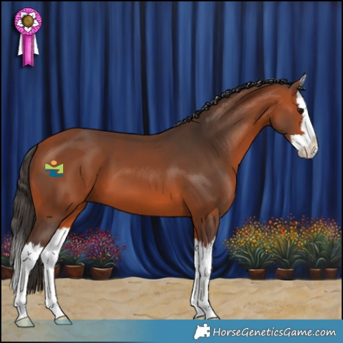Horse Color:Bay Splash 
