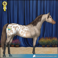 Horse Color:Brown Dun Appaloosa 