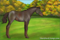 Horse Color:Liver Chestnut Sabino 