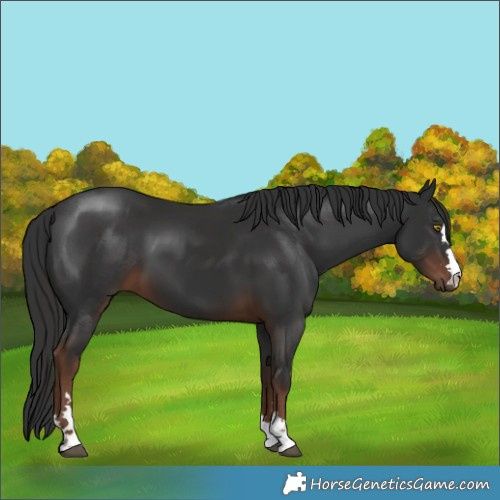 Horse Color:Liver Chestnut 
