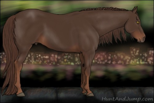 Horse Color:Liver Chestnut 