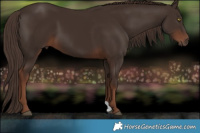 Horse Color:Liver Chestnut 