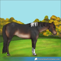 Horse Color:Brown Tobiano Rabicano 
