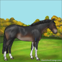 Horse Color:Brown Tobiano Rabicano 