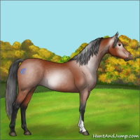 Horse Color:Gray Bay 
