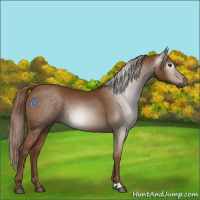 Horse Color:Gray Chestnut 