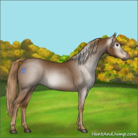 Horse Color:Gray Chestnut 