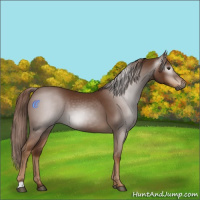 Horse Color:Gray Chestnut 