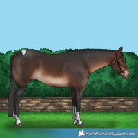 Horse Color:Brown Tobiano Rabicano
