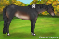 Horse Color:Brown Tobiano Rabicano 