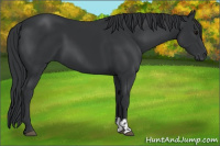 Horse Color:Black  and Black 