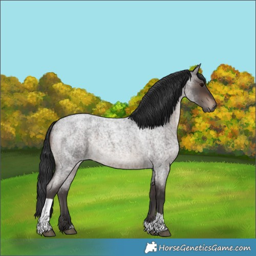 Horse Color:Brown Roan Tobiano Rabicano 