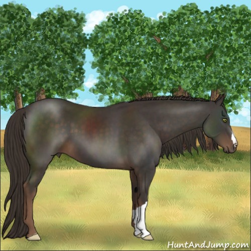 Horse Color:Liver Chestnut