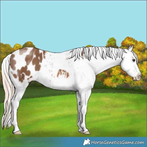 Horse Color:Chocolate Palomino Appaloosa 