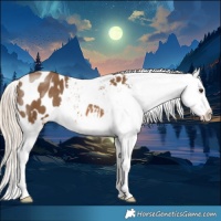 Horse Color:Chocolate Palomino Blanket