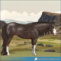 Horse Color:Liver Chestnut