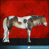 Horse Color:White Spotted Silver Buckskin Splash Tobiano 