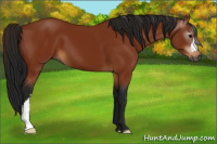 Horse Color:Gray Bay 