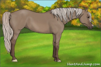 Horse Color:Silver Grullo 