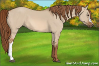Horse Color:Red Dun 