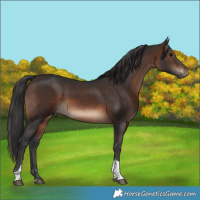 Horse Color:Brown Tobiano Rabicano 