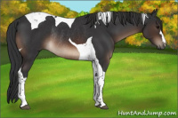 Horse Color:Brown Tobiano Rabicano 