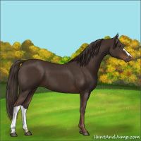 Horse Color:Liver Chestnut 