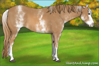 Horse Color:White Spotted Chestnut Splash 