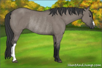 Horse Color:Grullo Rabicano