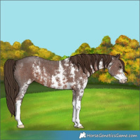 Horse Color:Liver Chestnut Sabino 