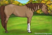 Horse Color:Gray Red Dun Roan 