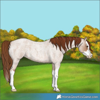 Horse Color:Red Dun Roan Splash 