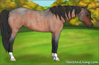 Horse Color:Bay Roan 