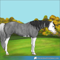 Horse Color:Blue Roan Splash 