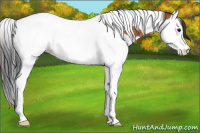 Horse Color:Bay Splash Tobiano