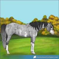 Horse Color:Blue Roan Sabino Splash 