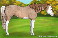 Horse Color:Red Roan Splash 