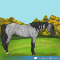 Horse Color:Blue Roan 