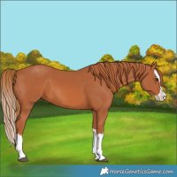 Horse Color:Chestnut Splash 