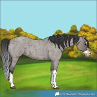 Horse Color:Grullo Roan Splash 