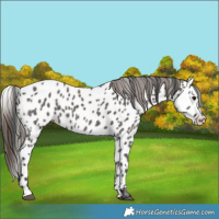 Horse Color:Grullo Appaloosa 