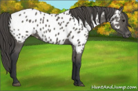 Horse Color:Grullo Appaloosa 