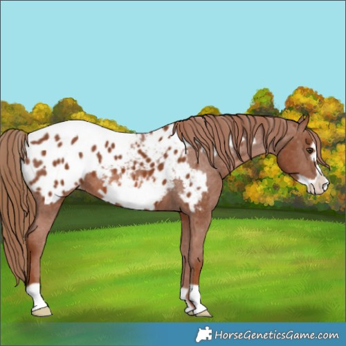 Horse Color:Chestnut Frame Appaloosa 