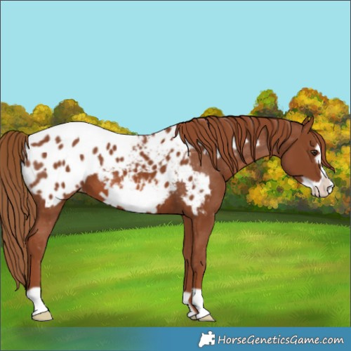 Horse Color:Chestnut Frame Appaloosa 