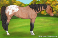 Horse Color:Bay Roan Appaloosa 