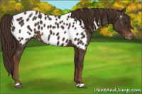 Horse Color:Liver Chestnut Appaloosa 