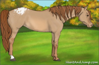 Horse Color:Red Dun Appaloosa 
