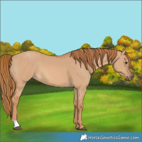 Horse Color:Red Dun 
